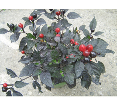 Насіння перцю гострого  декоративного  “Чорна перлина” (Capsicum annuum longum group ‘Black Pearl’)